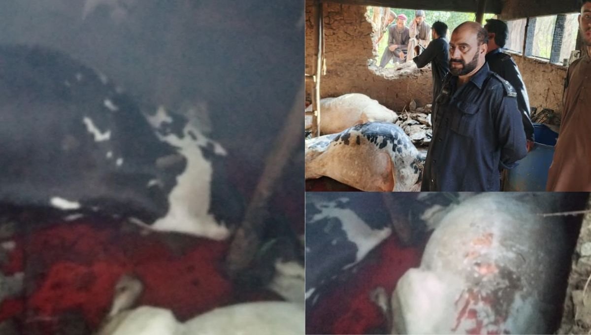 گزشتہ رات مانسہرہ کے پنجول گاؤں میں آگ بھڑک اٹھی، تین قیمتی مویشی جل کر ہلاک