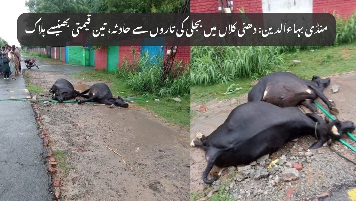 منڈی بہاءالدین: دھنی کلاں میں بجلی کی تاروں سے حادثہ، تین قیمتی بھینسے ہلاک